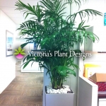 Tall Office Plant
