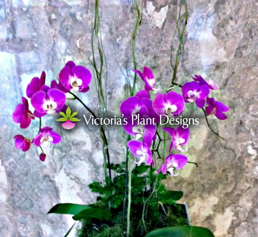 Phalaenopsis Purple White Lip