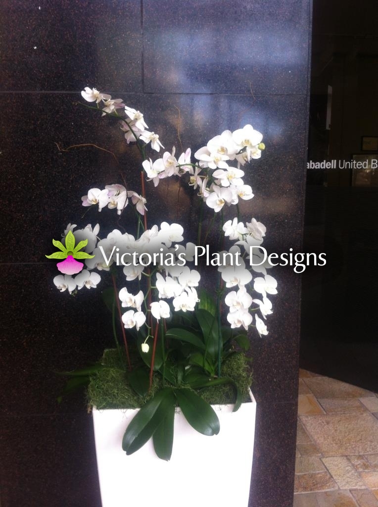 Phalaenopsis Whites