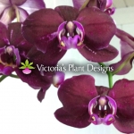 Phalaenopsis Dark Purples