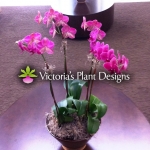 Phalaenopsis Purples