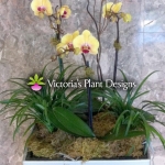 Phalaenopsis Yellows