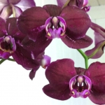 Phalaenopsis Dark Purples