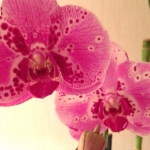 Phalaenopsis Harlequin Pink