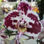 Phalaenopsis Harlequin Spotted