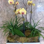 Phalaenopsis Yellows